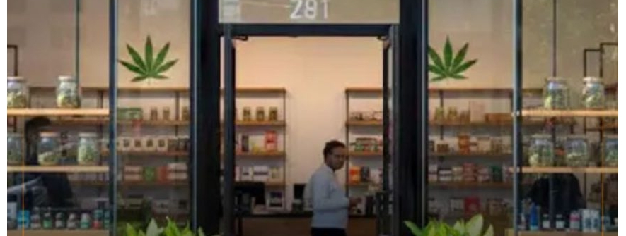 泰国大麻政策转向引发行业震荡，超7000家店铺面临退场