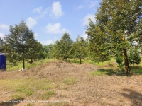 春蓬朗萱县10.5莱 300棵榴莲树 六年树龄 一莱250万泰铢