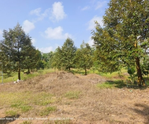 春蓬朗萱县10.5莱 300棵榴莲树 六年树龄 一莱250万泰铢