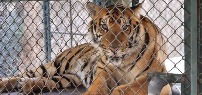 清迈两动物园72只老虎死亡！疾控厅已回应