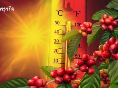 或“热”得无法再种咖啡，泰国“高温热害日”年增75天