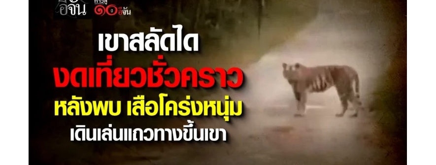 老虎出没！呵叻国家公园临时关闭部分区域