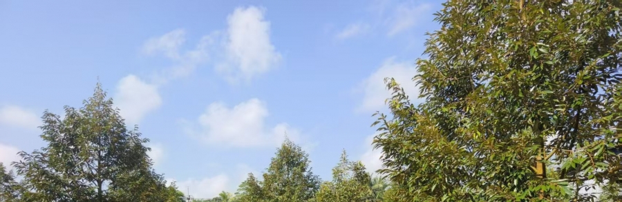 春蓬朗萱县10.5莱 300棵榴莲树 六年树龄 一莱250万泰铢