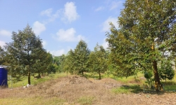 春蓬朗萱县10.5莱 300棵榴莲树 六年树龄 一莱250万泰铢