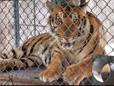 清迈两动物园72只老虎死亡！疾控厅已回应