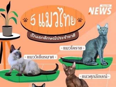 泰国批准5种泰国猫为国家级“宠物代表品种”