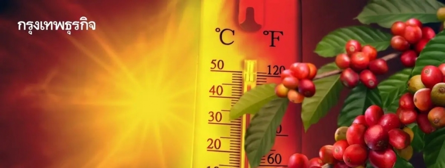 或“热”得无法再种咖啡，泰国“高温热害日”年增75天