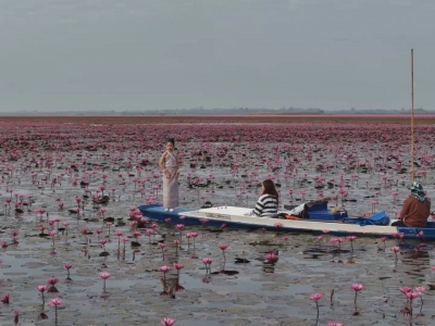 游客暴增！Lisa热潮引爆“红莲海”