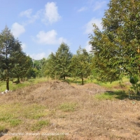 春蓬朗萱县10.5莱 300棵榴莲树 六年树龄 一莱250万泰铢