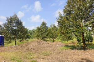 春蓬朗萱县10.5莱 300棵榴莲树 六年树龄 一莱250万泰铢