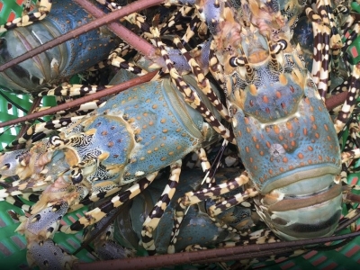 “海中鹅肝”普吉七彩龙虾获国家认证