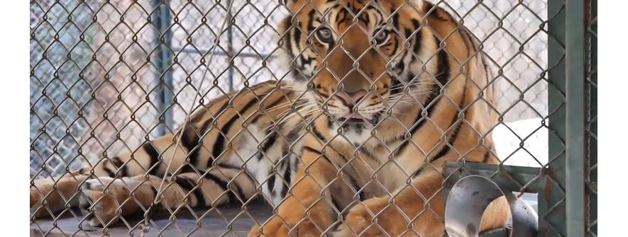 清迈两动物园72只老虎死亡！疾控厅已回应
