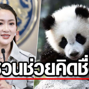 泰总理佩通坦称中国将向泰国赠送大熊猫！