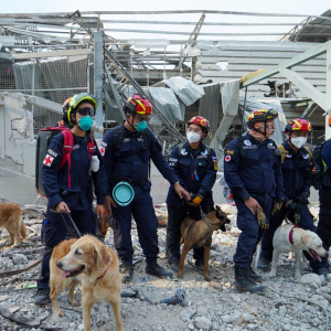 泰国国家搜救犬组织宣布终止乍都乍区事故搜寻