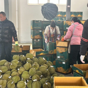 榴莲控狂喜！泰国榴莲将大批入华，云南企业拟日购30柜