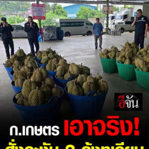 泰国榴莲出口再遇危机！GAP认证造假惊动特别行动组