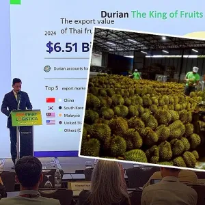 泰国榴莲不拼产量拼品质，锁定中国高端市场