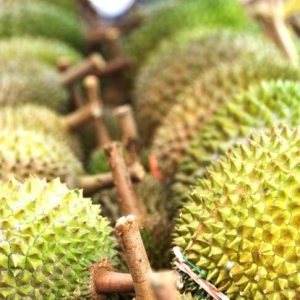 中泰新增5个口岸，助力泰国水果出口中国