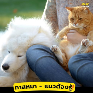 宠物主人必看！曼谷新规：2026年起养猫养狗必须登记