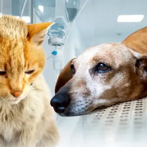 泰国宠物破2100万只，老龄犬猫激增挤满病房