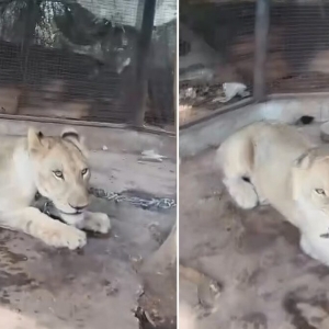 惊险！泰国一狮子出逃咬伤儿童