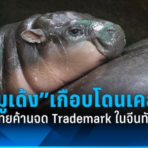 反对成功！“Moo Deng”等泰国商标险被抢注