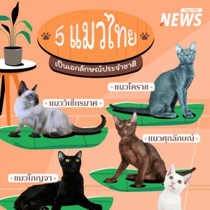 泰国批准5种泰国猫为国家级“宠物代表品种”