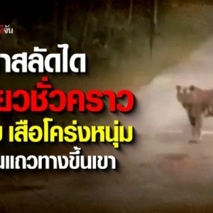 老虎出没！呵叻国家公园临时关闭部分区域