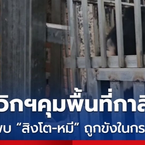 泰军控制柬埔寨一赌场，竟发现狮子和黑熊