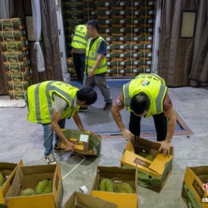 “AI赋能全链条 广西让东盟水果“鲜”入中国