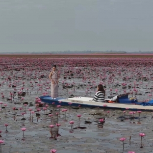 游客暴增！Lisa热潮引爆“红莲海”