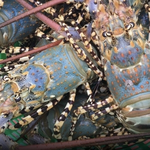 “海中鹅肝”普吉七彩龙虾获国家认证