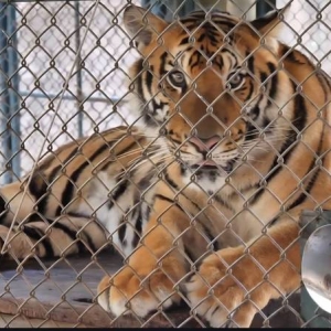 清迈两动物园72只老虎死亡！疾控厅已回应